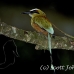 motmot_browed_turquoise_tar_h_0760_cos1093.jpg